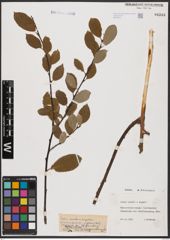 Foto von Salix aurita L. x Salix caprea L.